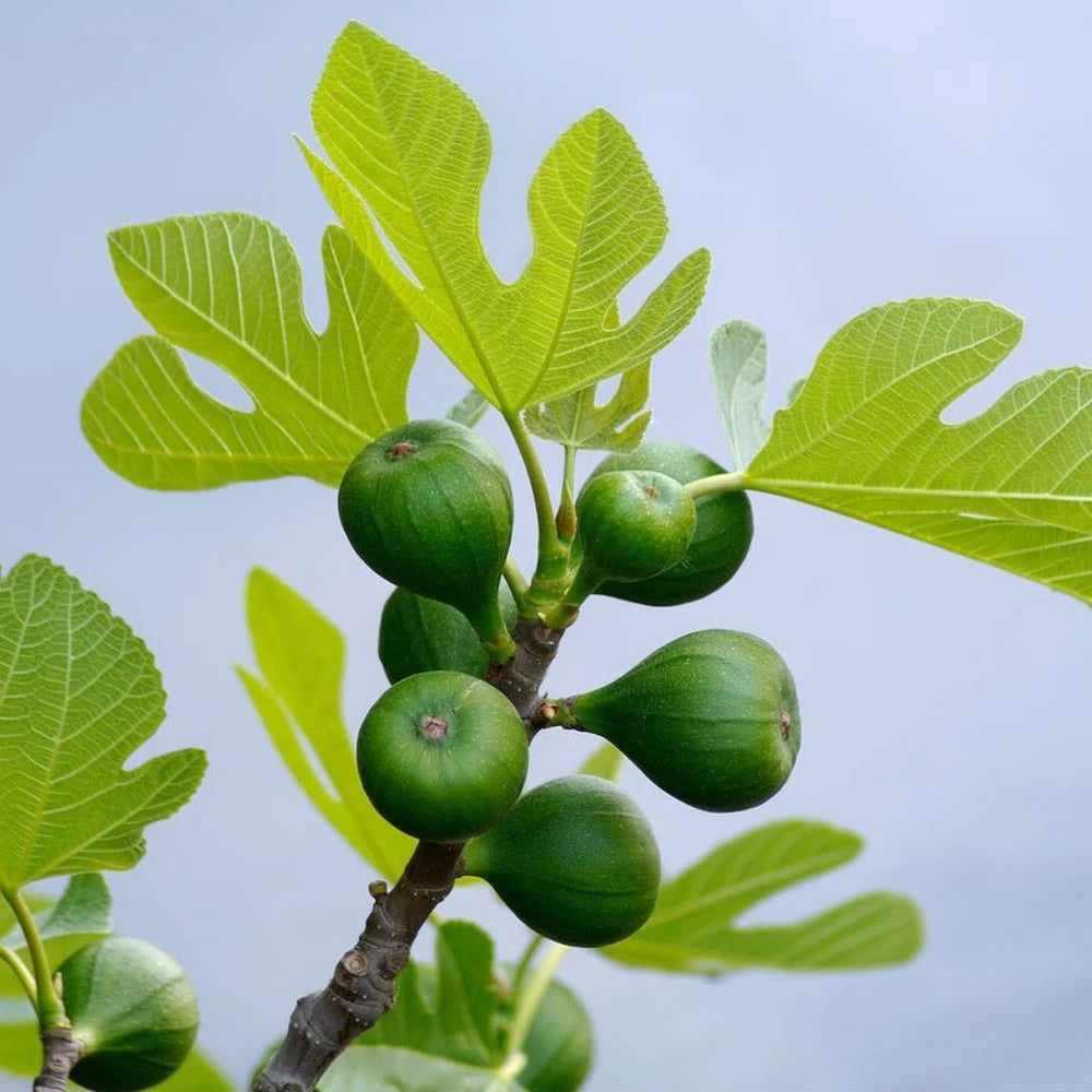 Smochin Dalmatie, Ficus Carica