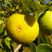 Smochin Dottato, Ficus Carica