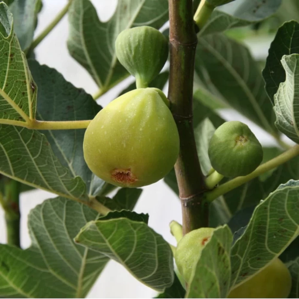 Smochin Dottato, Ficus Carica