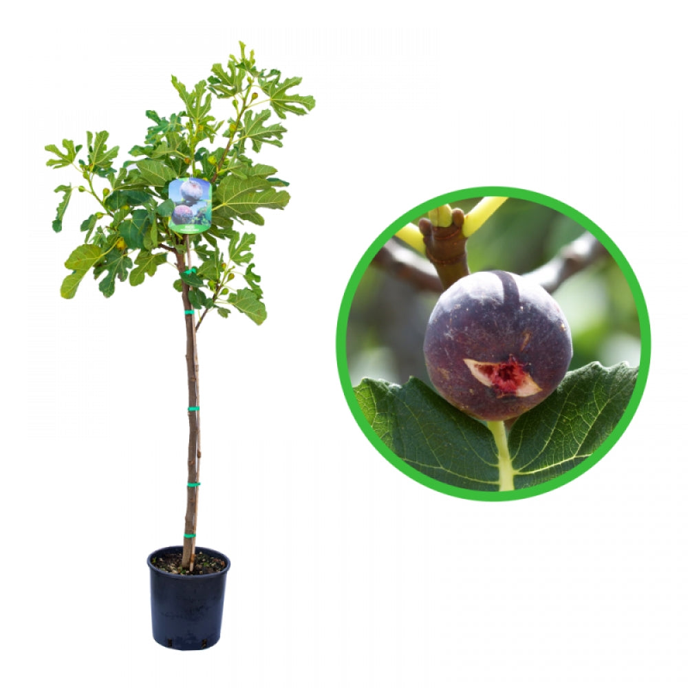 Smochin Brogiotto Nero, Ficus Carica