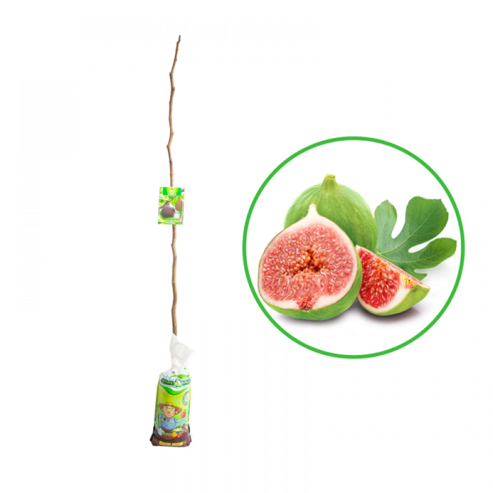 Smochin Brogiotto Nero, Ficus Carica