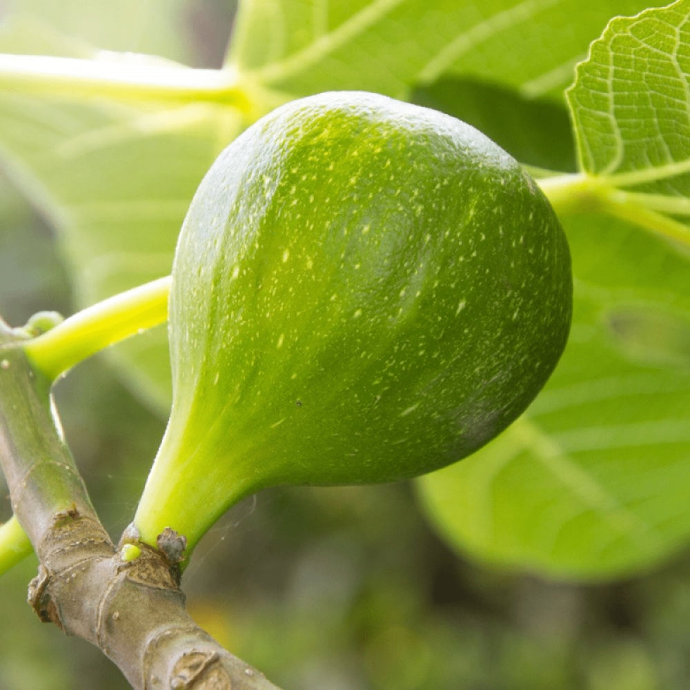 Smochin Janotte, Ficus Carica
