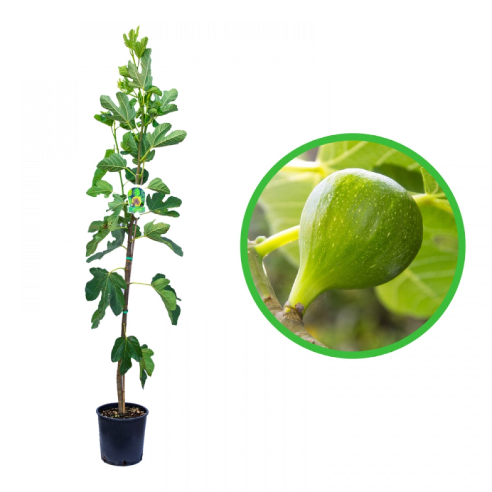 Smochin Janotte, Ficus Carica