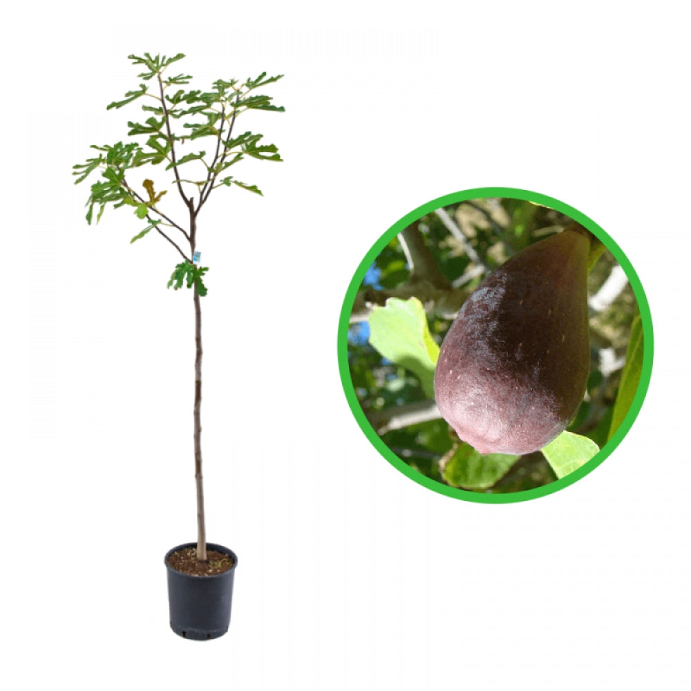 Smochin Lungo del Portogallo, Ficus Carica