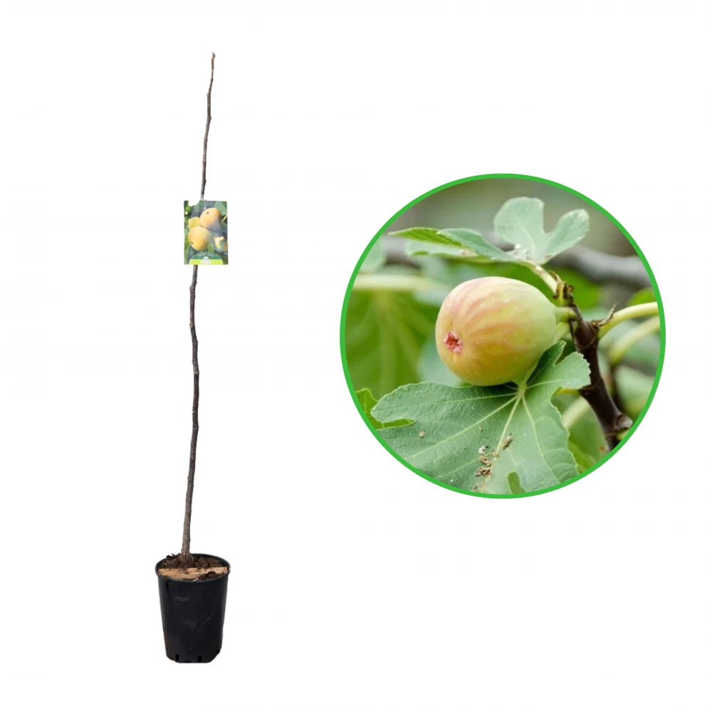 Smochin Fiorone Bianco, Ficus Carica