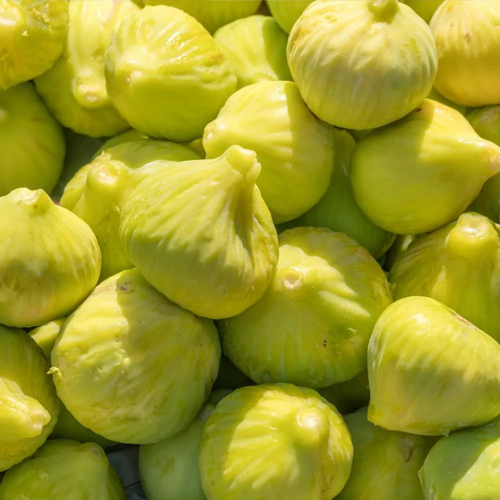 Smochin Fiorone Bianco, Ficus Carica