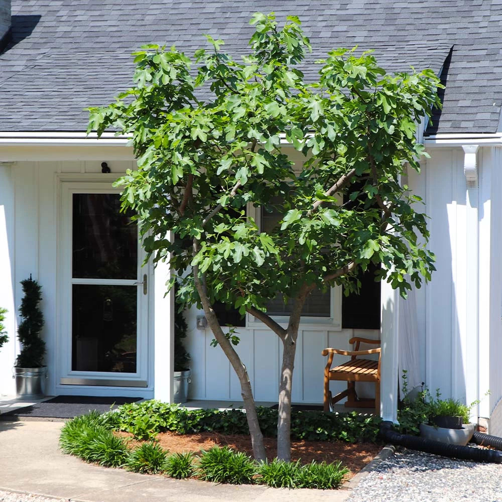 Smochin Fiorone Bianco, Ficus Carica