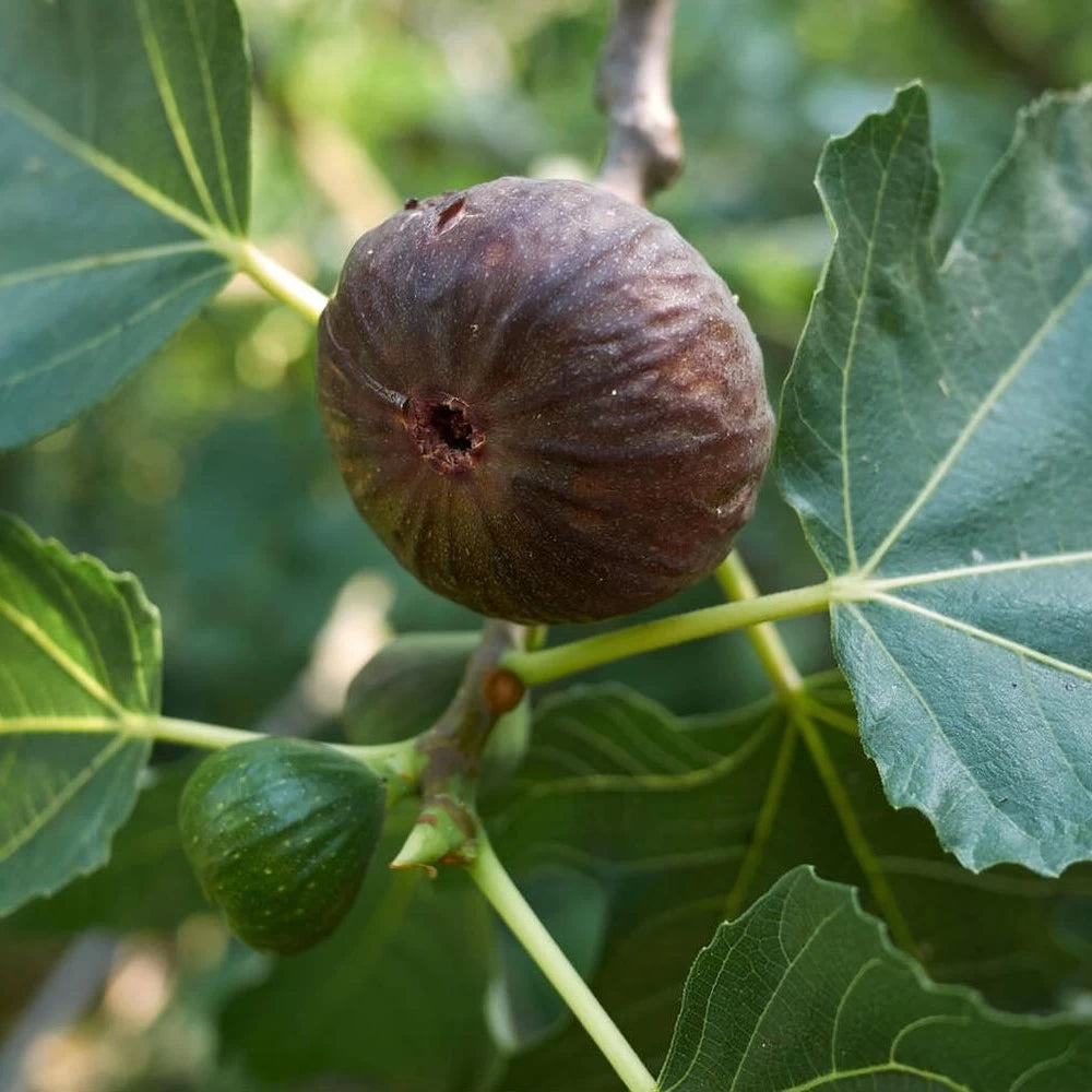 Smochin Fiorone Nero, Ficus Carica