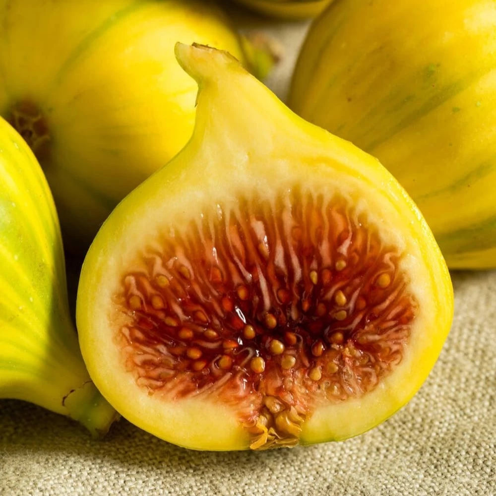 Smochin Goutte d'Or, Ficus Carica