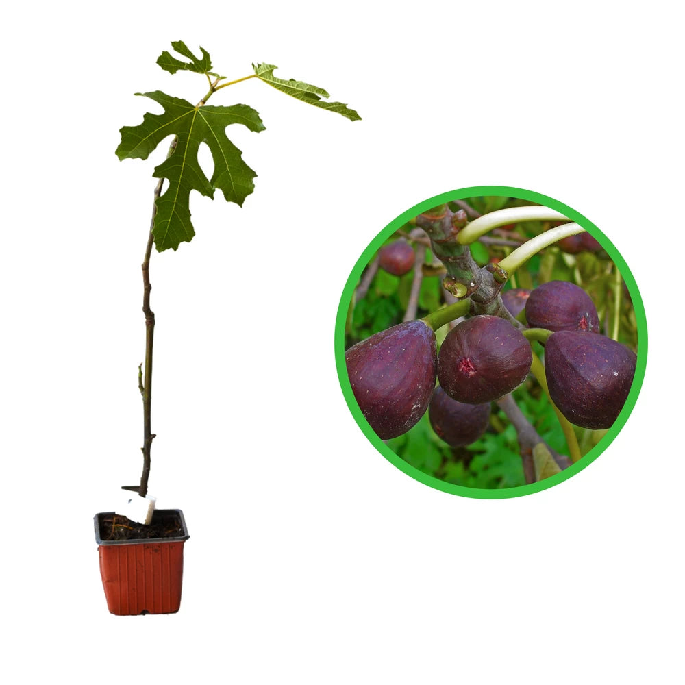 Smochin Little Miss Figgy, Ficus Carica