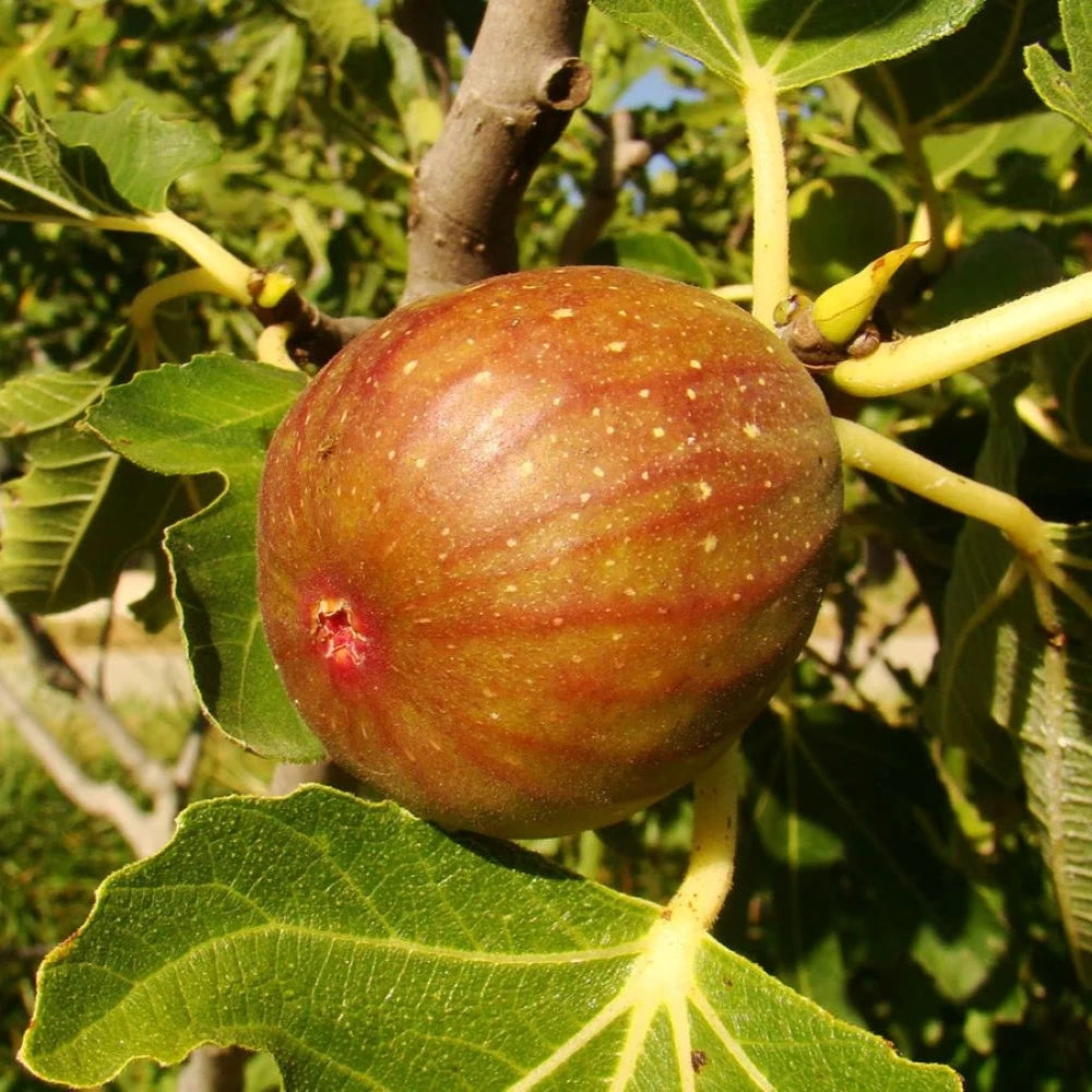 Smochin Madeleine 2 Saisons, Ficus Carica