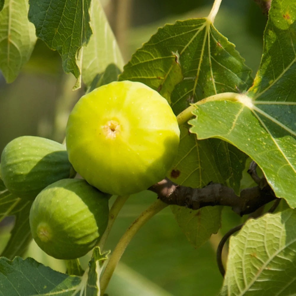 Smochin Panino, Ficus Carica