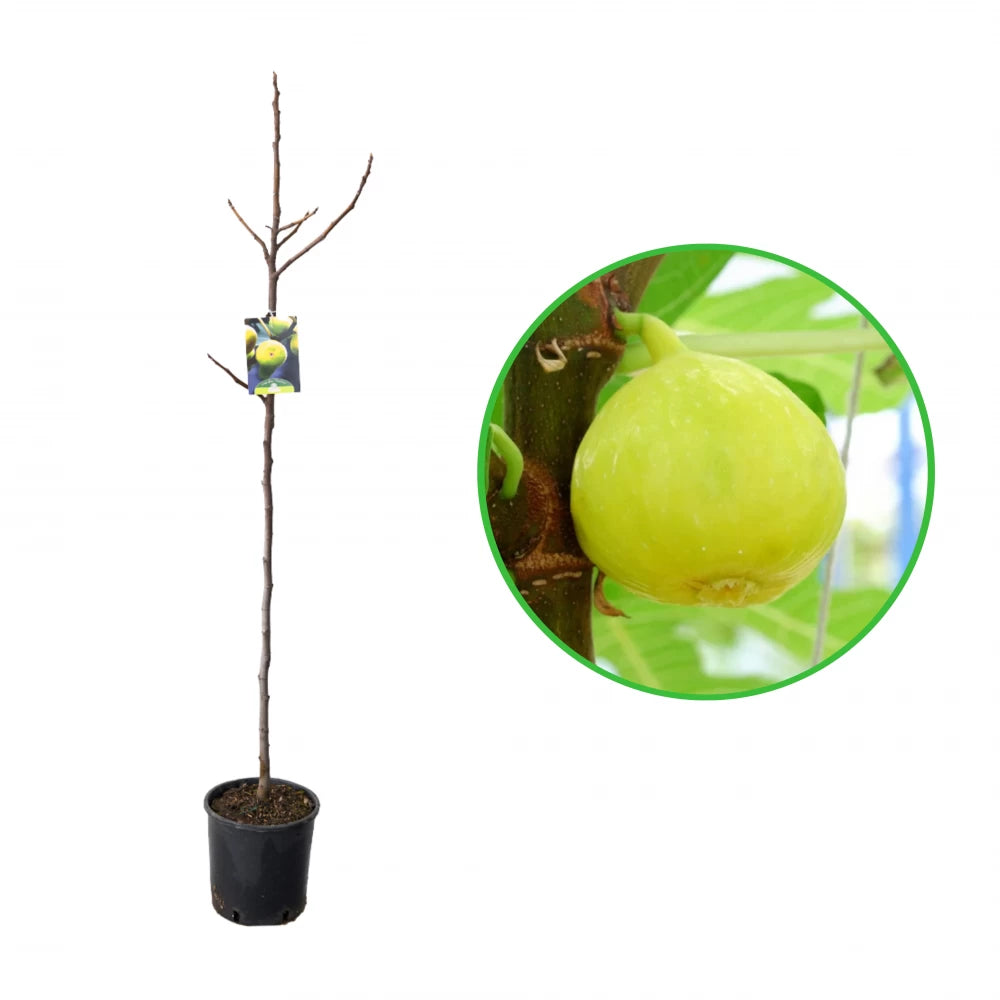 Smochin Panino, Ficus Carica