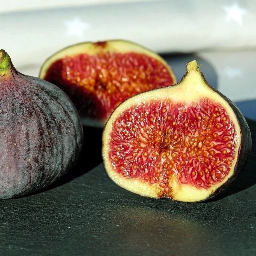 Smochin Rouge de Bordeaux, Ficus Carica