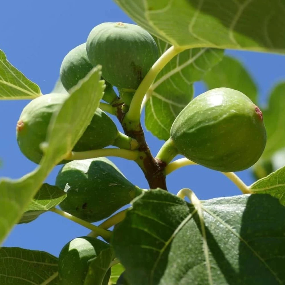 Smochin Verdino, Ficus Carica