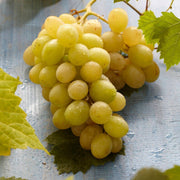 Vita de Vie Bianca, Vitis Vinifera, pentru vin, alb