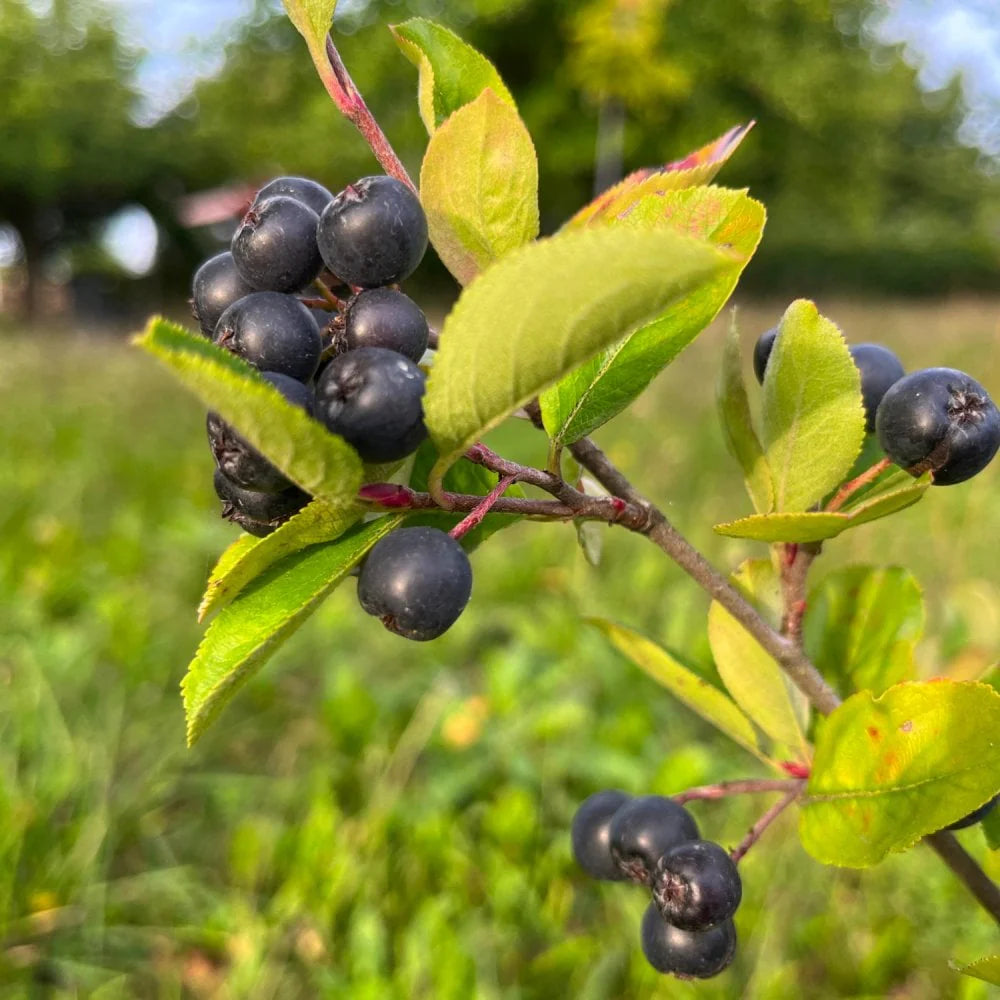Scorus Negru, Aronia Prunifolia