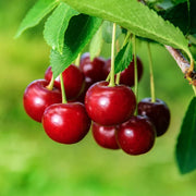 Visin Debreceni Botermo, Prunus Cerasus