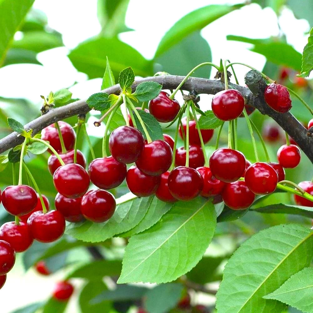 Visin Debreceni Botermo, Prunus Cerasus