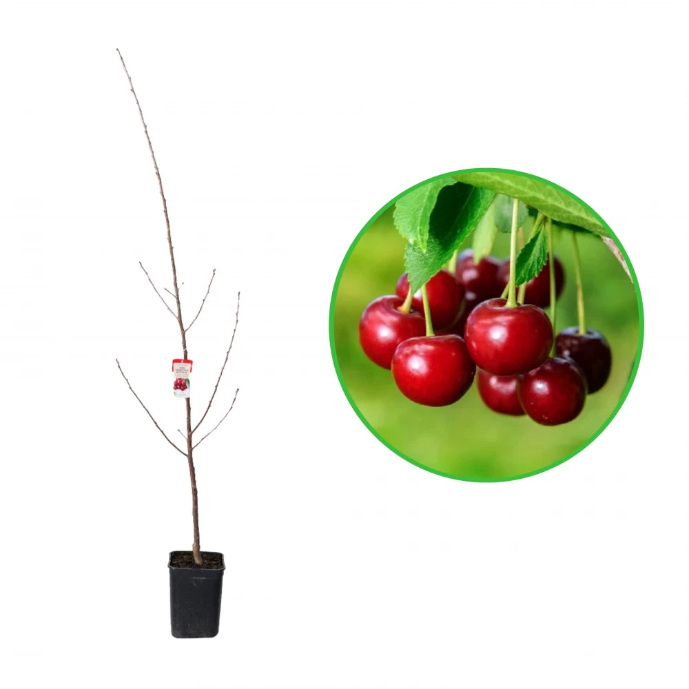 Visin Debreceni Botermo, Prunus Cerasus