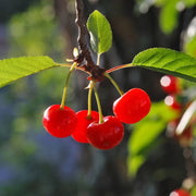Visin Kelleris, Prunus Cerasus