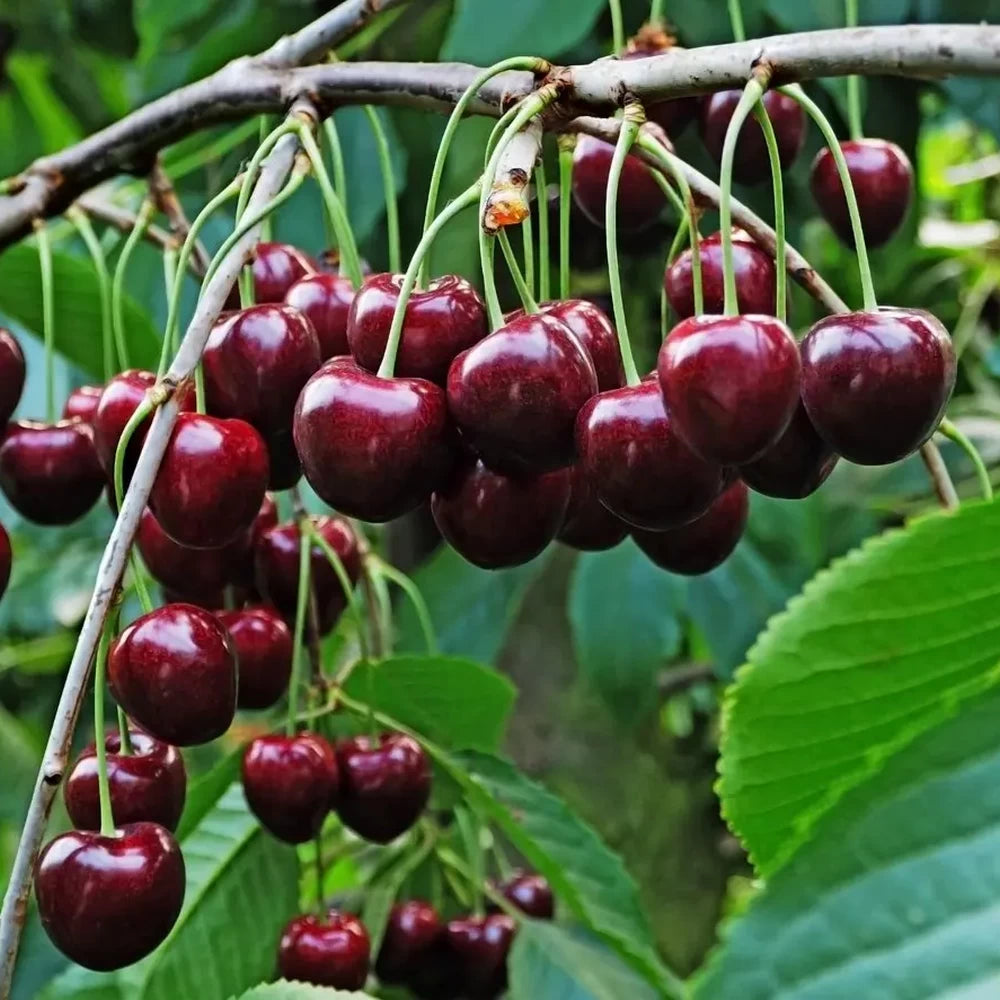 Visin Nefris, Prunus Cerasus
