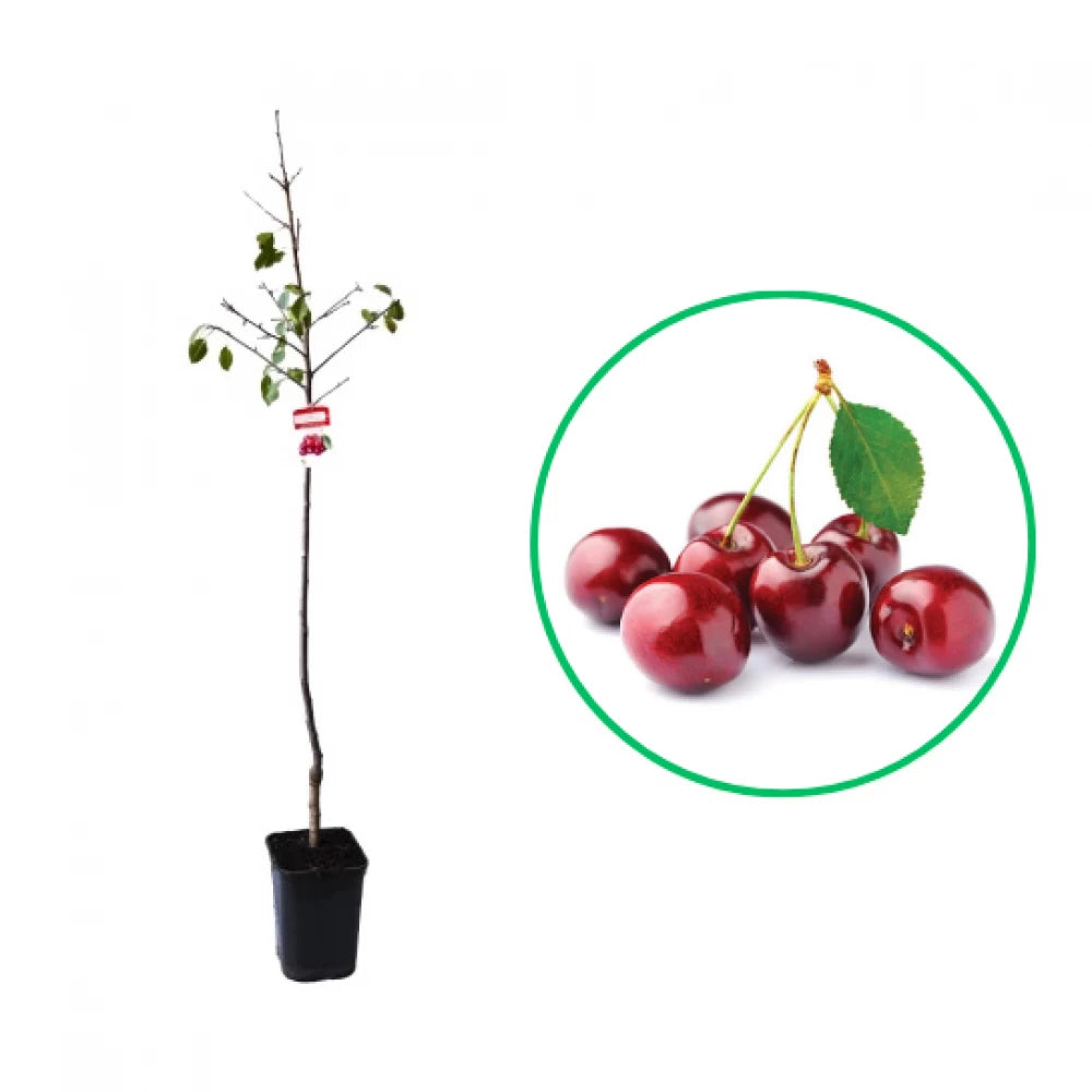 Visin Nefris, Prunus Cerasus