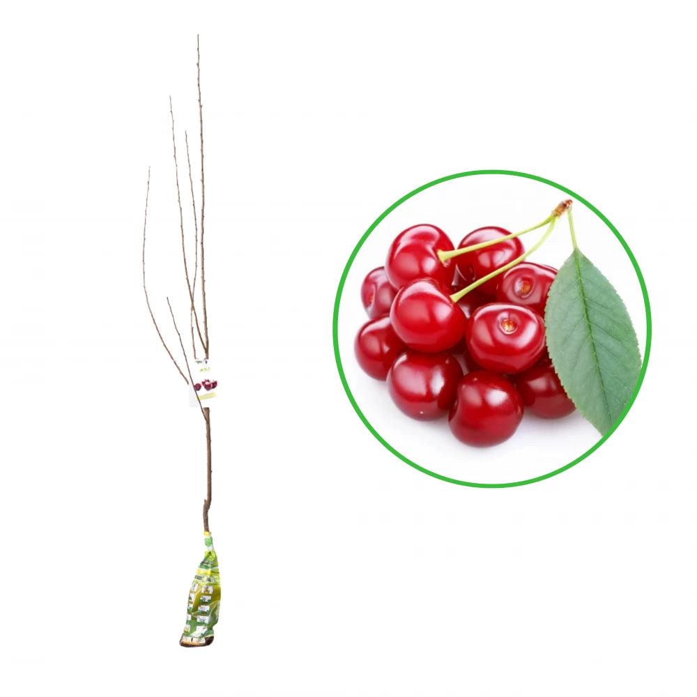 Visin Oblacinskaya, Prunus Cerasus