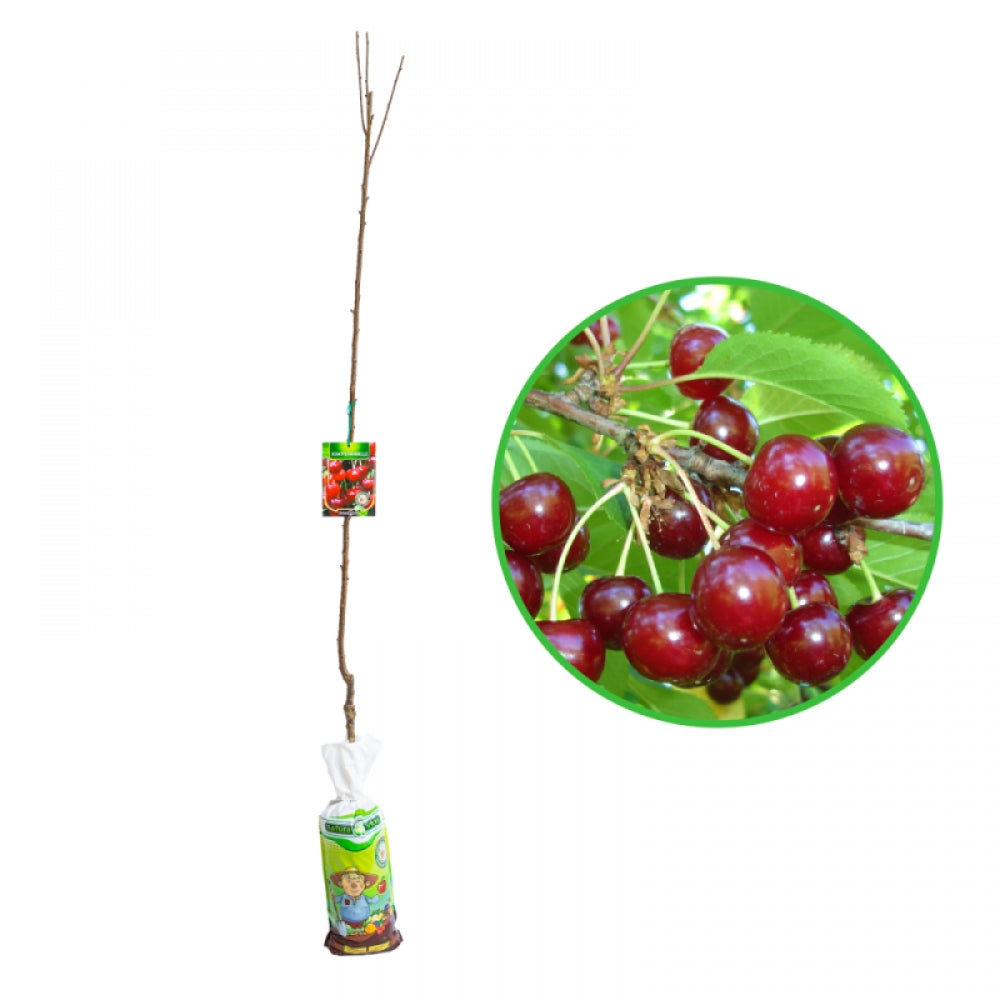 Visin Schattenmorelle, Prunus Cerasus