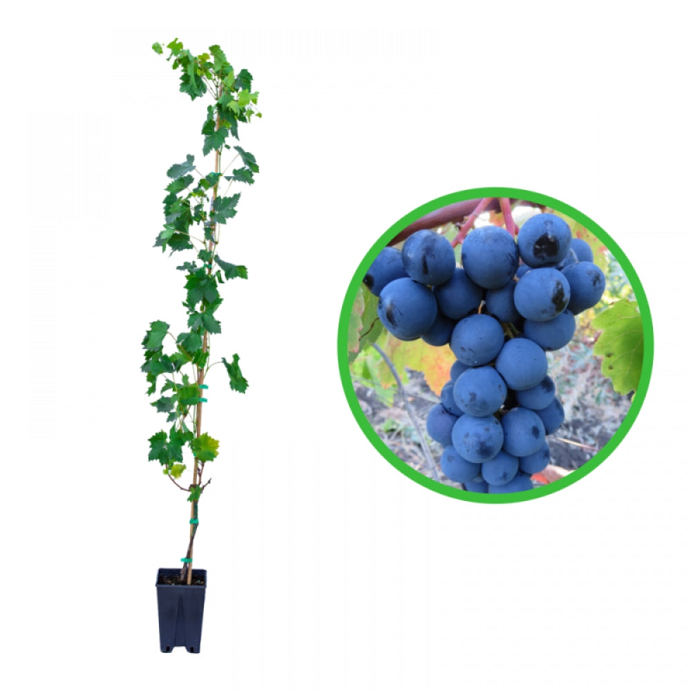 Vita de Vie Pinot Noir, Vitis Vinifera, pentru vin, negru