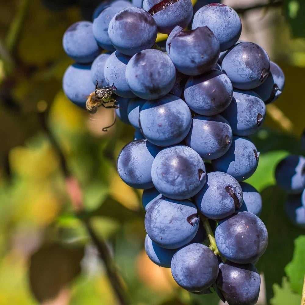 Vita de Vie Alphonse Lavallee, Vitis Vinifera, pentru masa, negru