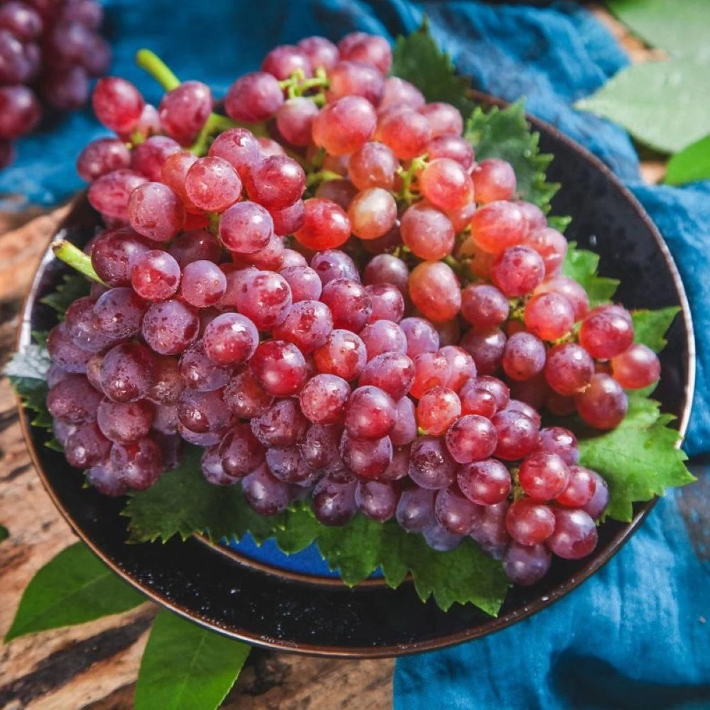 Vita de Vie Apulia Rose, Vitis Vinifera, pentru masa, rosu