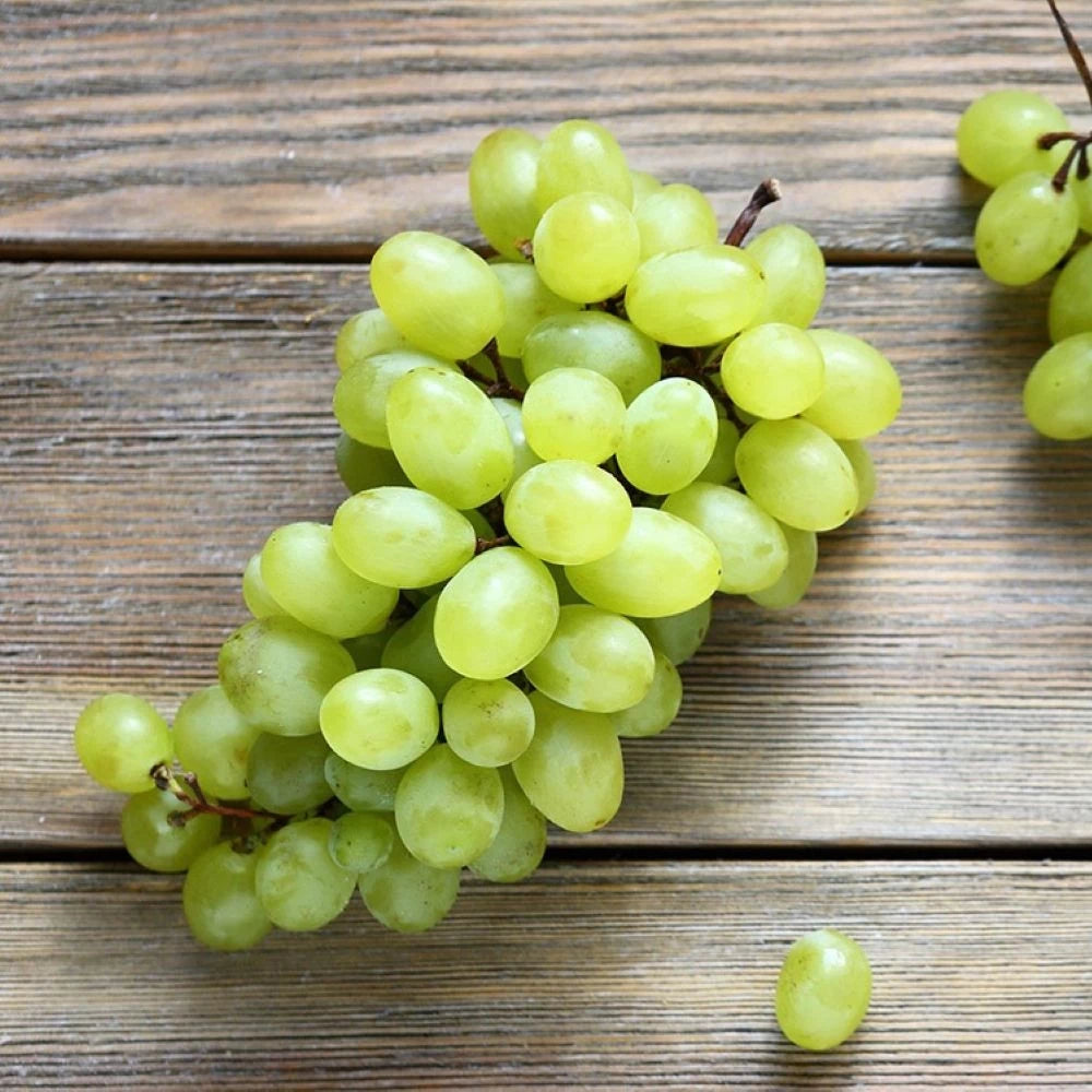 Vita de Vie Autumn King, Vitis Vinifera, pentru masa, alb