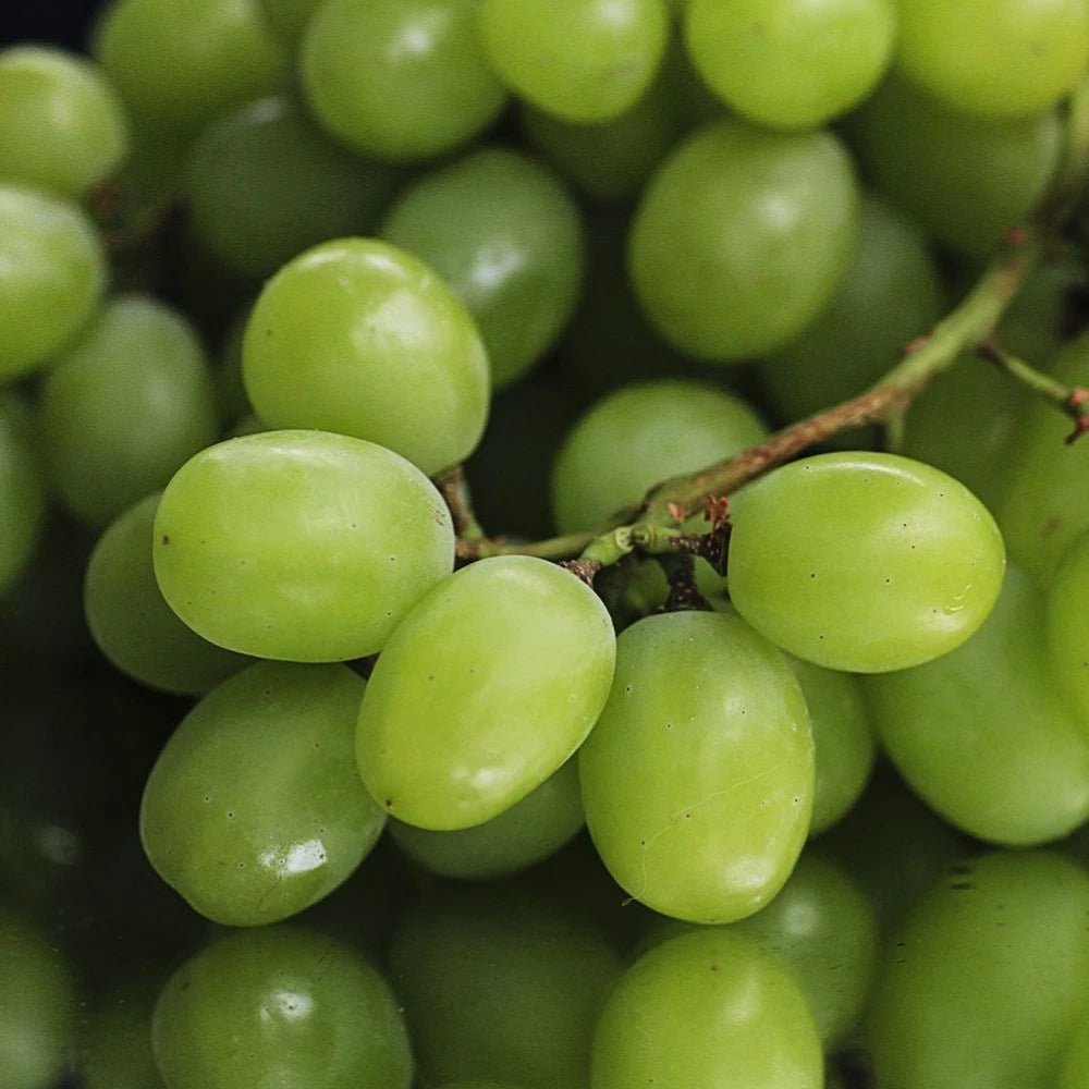 Vita de Vie Autumn King, Vitis Vinifera, pentru masa, alb