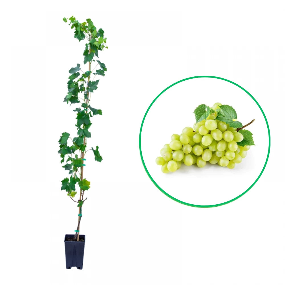 Vita de Vie Autumn King, Vitis Vinifera, pentru masa, alb