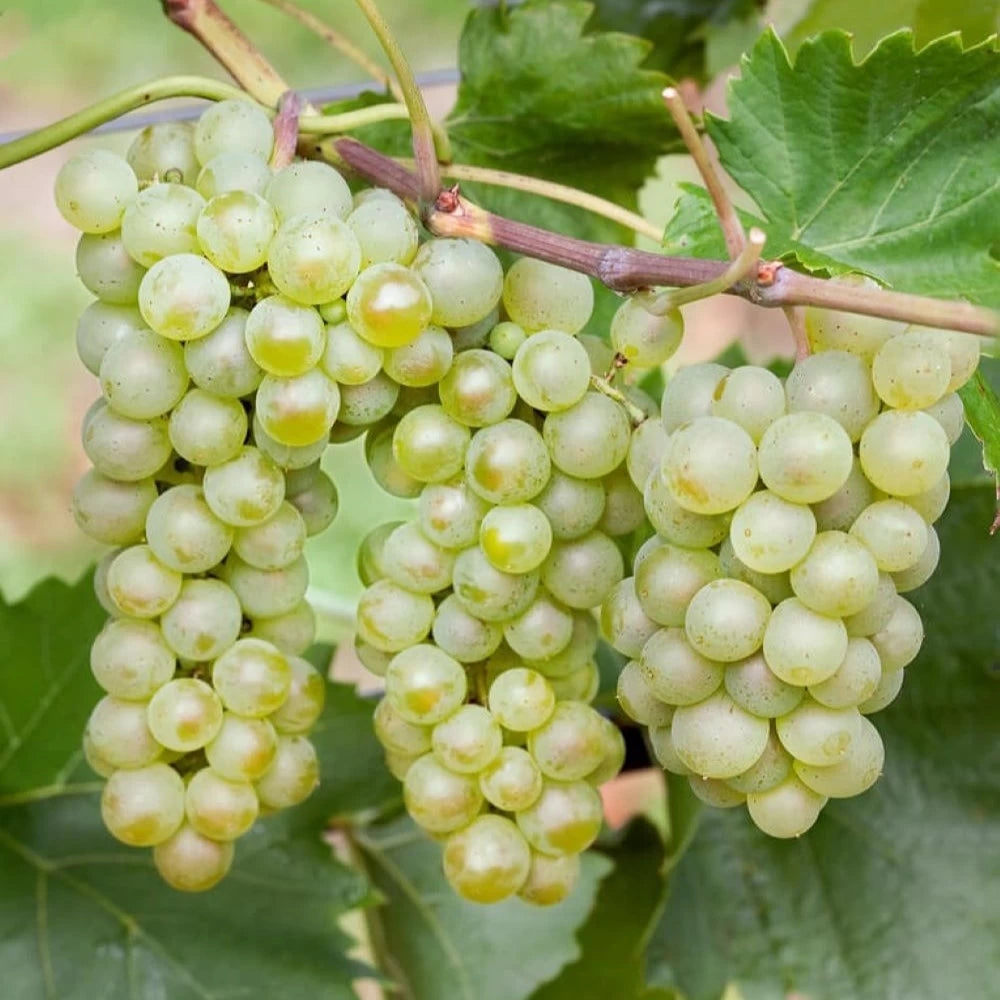 Vita de Vie Bianca, Vitis Vinifera, pentru vin, alb