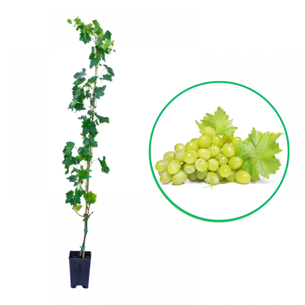 Vita de Vie Bianca, Vitis Vinifera, pentru vin, alb