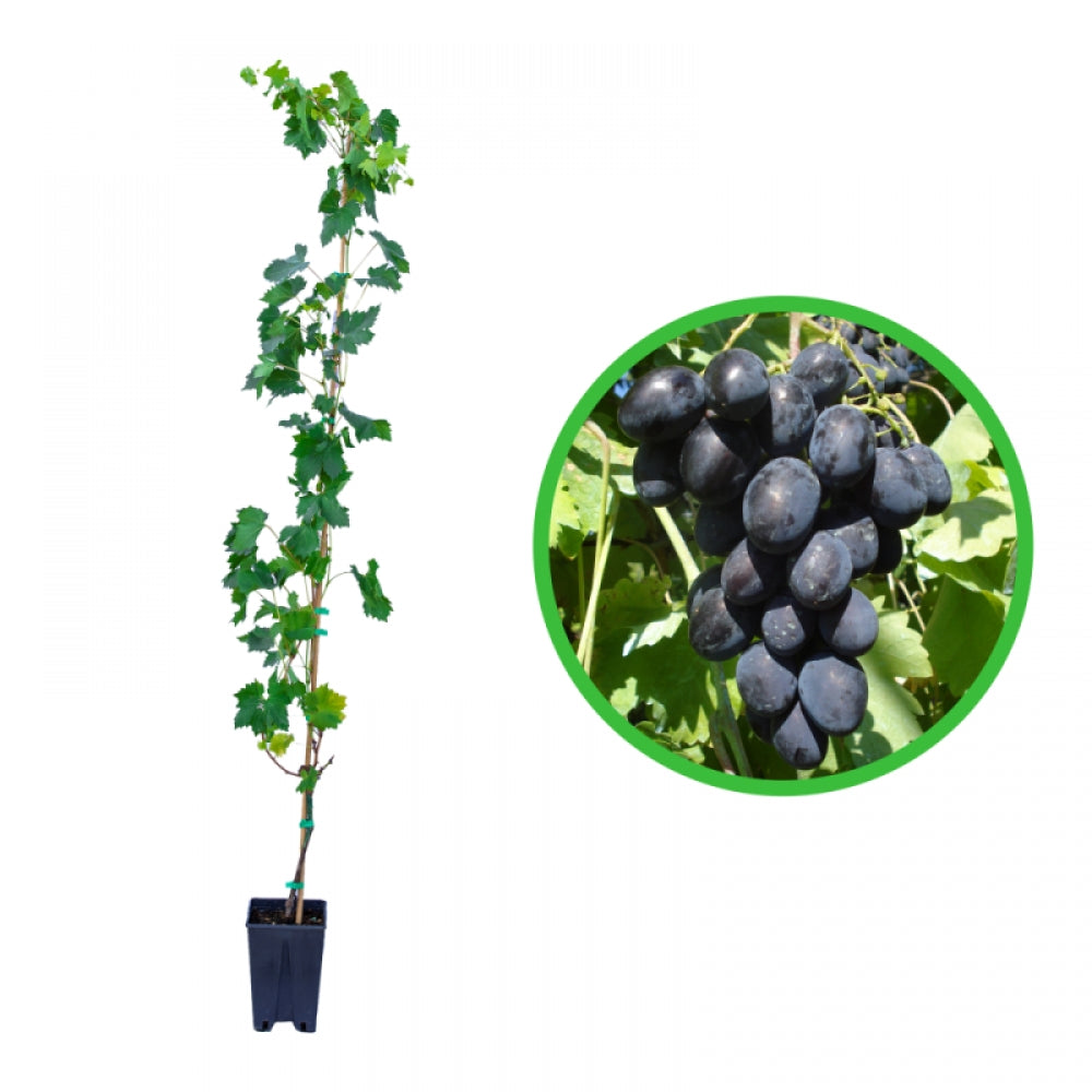 Vita de Vie Codreanca, Vitis Vinifera Black Magic, pentru masa si vin, negru