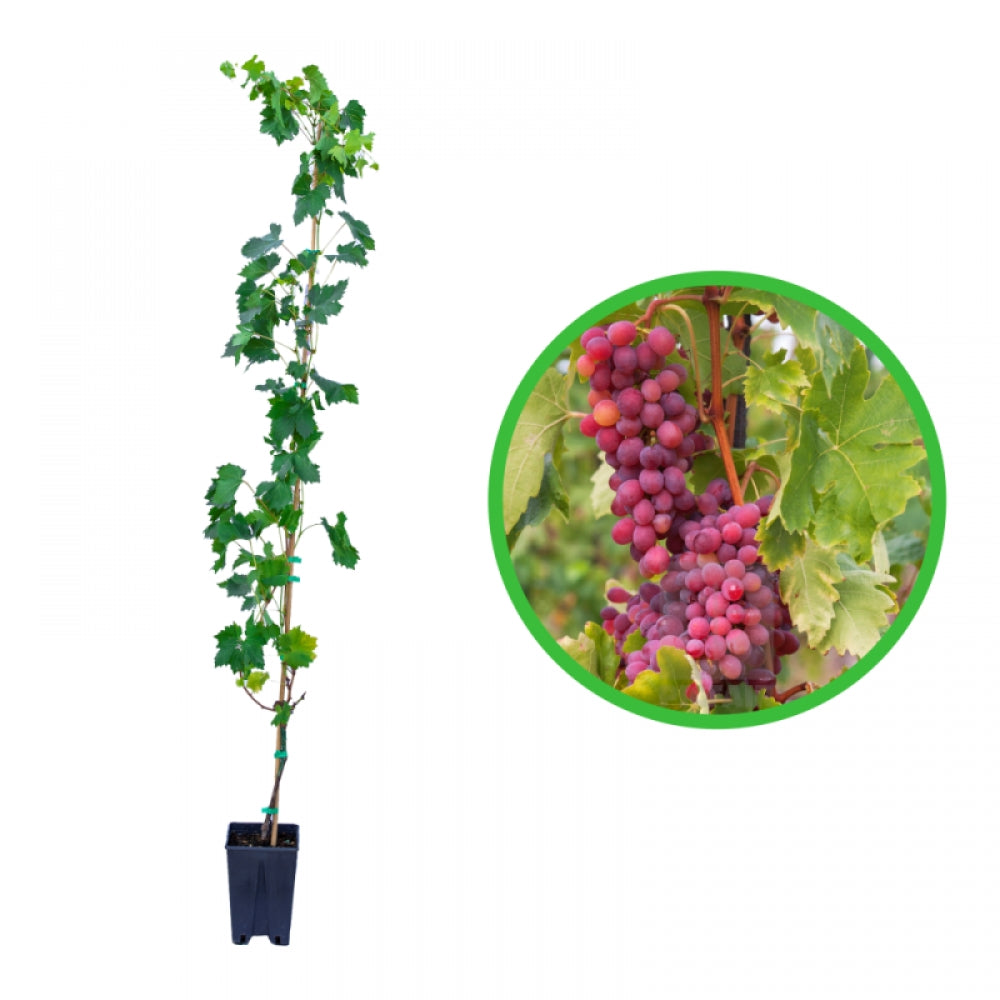 Vita de Vie Cardinal, Vitis Vinifera, pentru masa, rosu