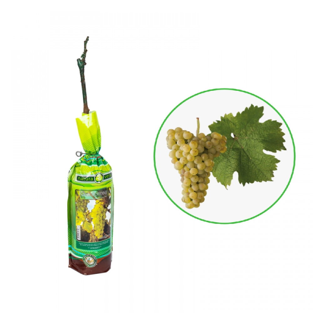 Vita de Vie Chardonnay, Vitis Vinifera, pentru vin, alb