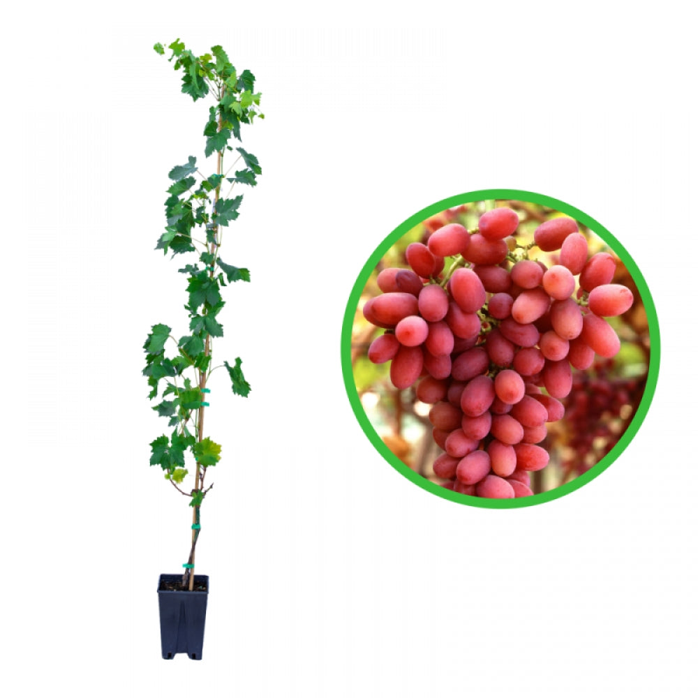 Vita de Vie Crimson Seedless, Vitis Vinifera, pentru masa, rosu