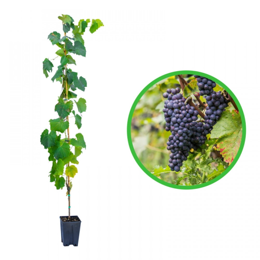 Vita de Vie Aleatico, Vitis Vinifera, pentru masa, negru