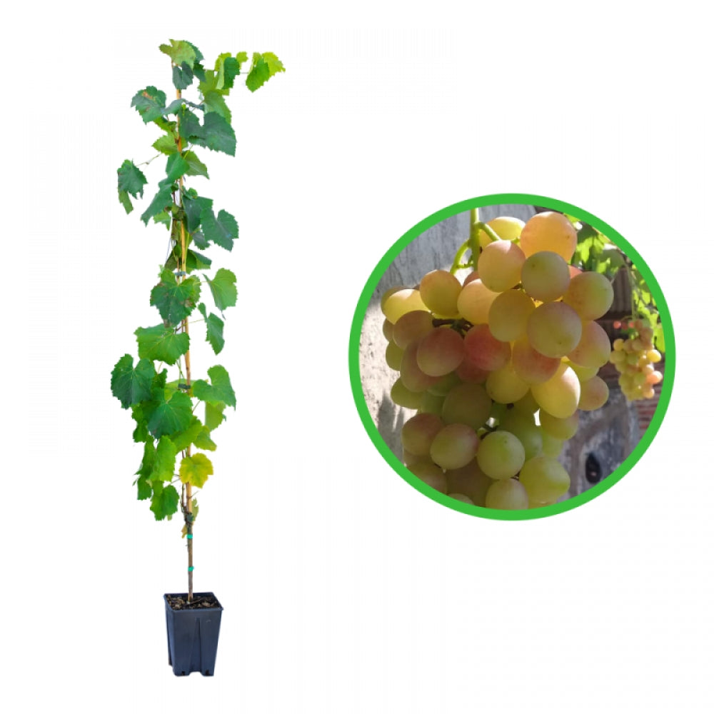 Vita de Vie Angelica Gialla, Vitis Vinifera, pentru masa, alb