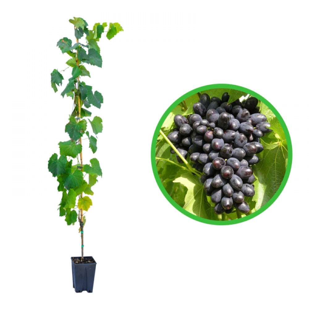 Vita de Vie Attika, Vitis Vinifera, fara samburi, negru