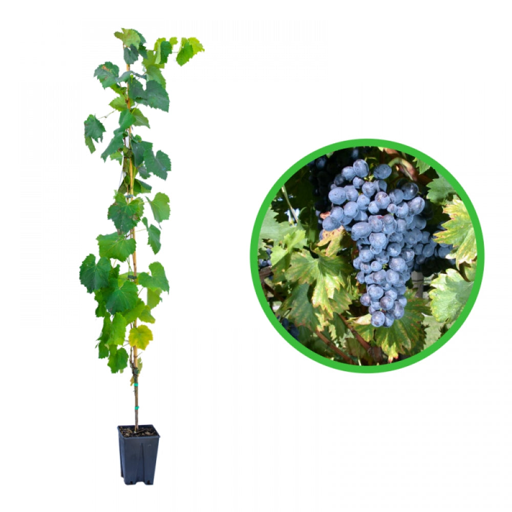Vita de Vie Nero Resistente, Vitis Vinifera, pentru masa, negru