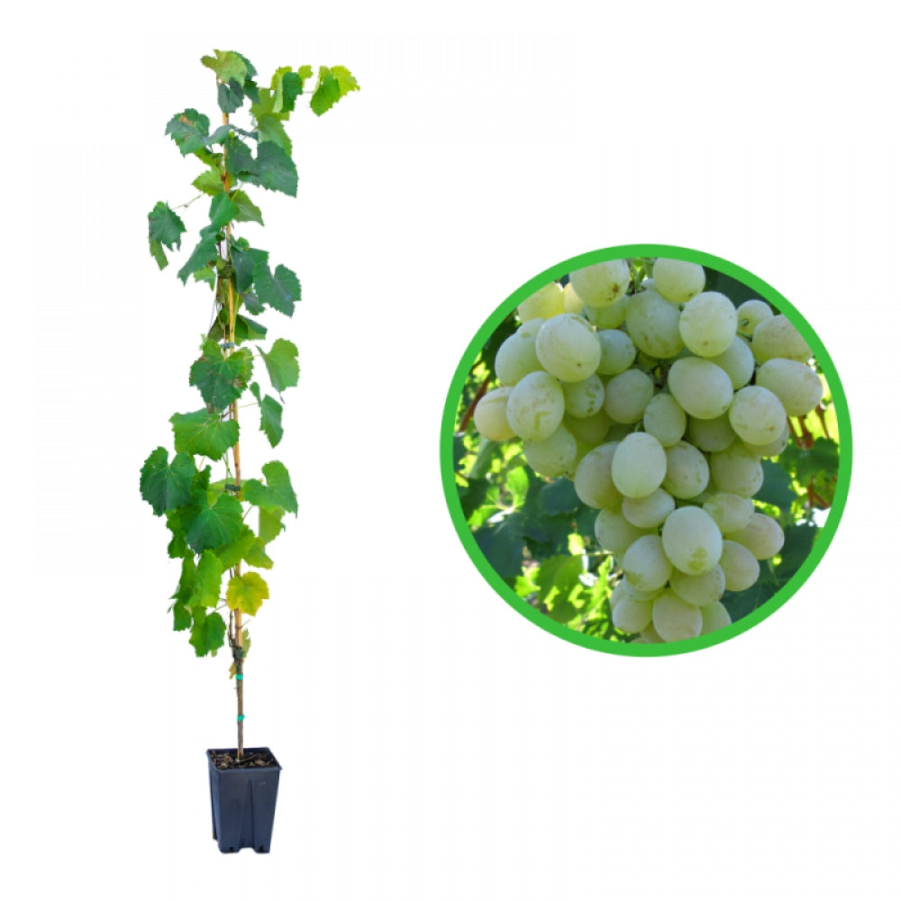 Vita de Vie Muscat de Alexandria, Vitis Vinifera Zibibbo, pentru vin, alb