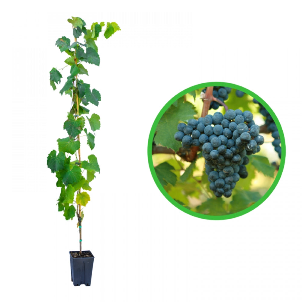 Vita de Vie Cabernet Franc, Vitis Vinifera, pentru vin, negru