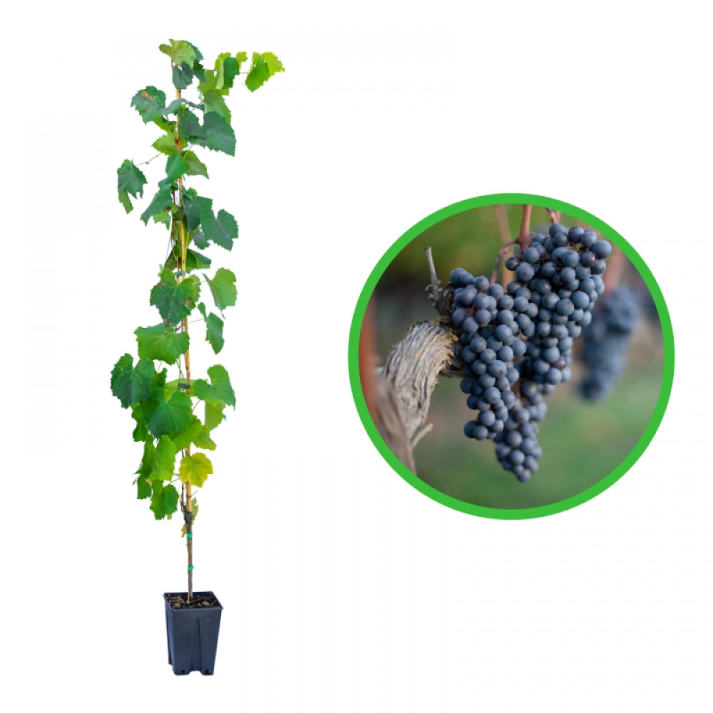 Vita de Vie Cabernet Sauvignon, Vitis Vinifera, pentru vin, negru