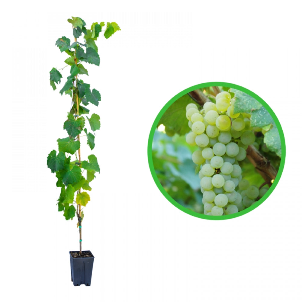 Vita de Vie Chardonnay, Vitis Vinifera, pentru vin, alb