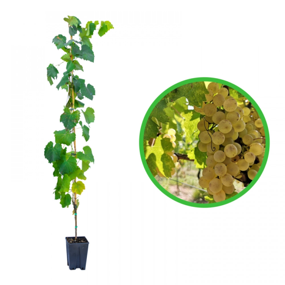 Vita de Vie Durella, Vitis Vinifera, pentru vin, alb